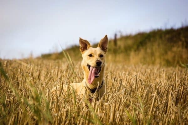 Hund, der in einem reifenden Gerstenfeld steht