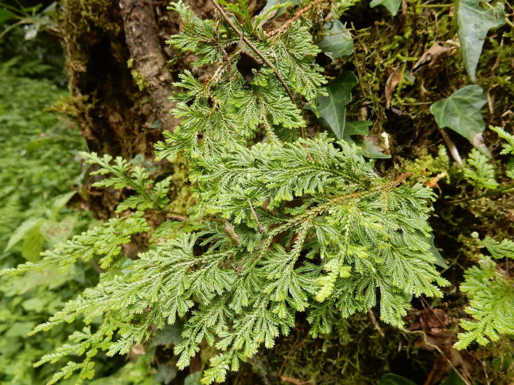Selaginella involvens, Rollender Moosfarn