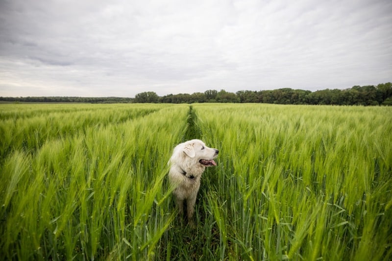 Fröhlicher großer weißer Hütehund, der über ein grünes Roggenfeld läuft