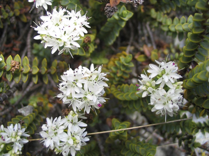 Hebe buchananii