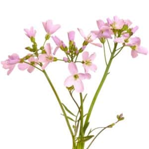 Blüte der Nachtviole (*Hesperis matronalis*) auf weißem Hintergrund.
