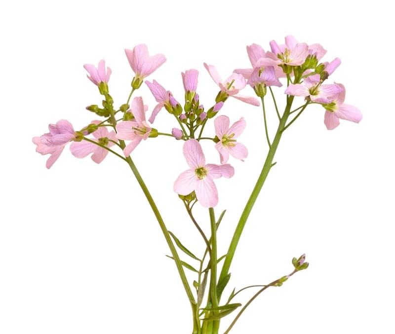Blüte der Nachtviole (*Hesperis matronalis*) auf weißem Hintergrund.