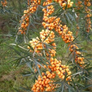 Hippophae rhamnoides – Schmalblättriger Sanddorn