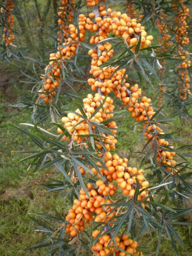 Hippophae rhamnoides – Schmalblättriger Sanddorn