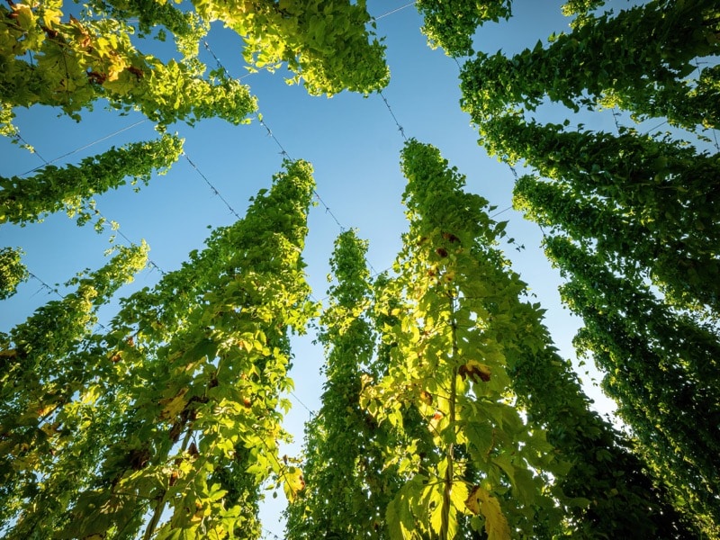 Hopfen vor blauem Himmelshintergrund
