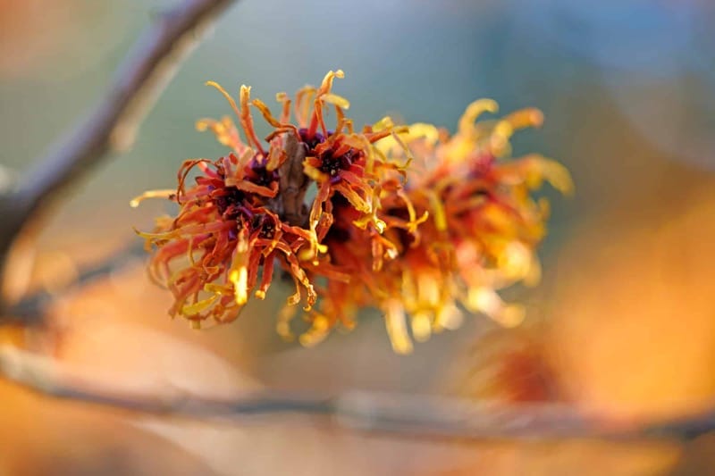 "Hybrid-Zaubernuss (Hamamelis × intermedia)"