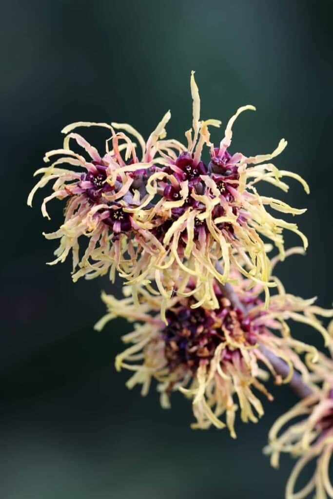 Hybrid-Zaubernuss (Hamamelis × intermedia)