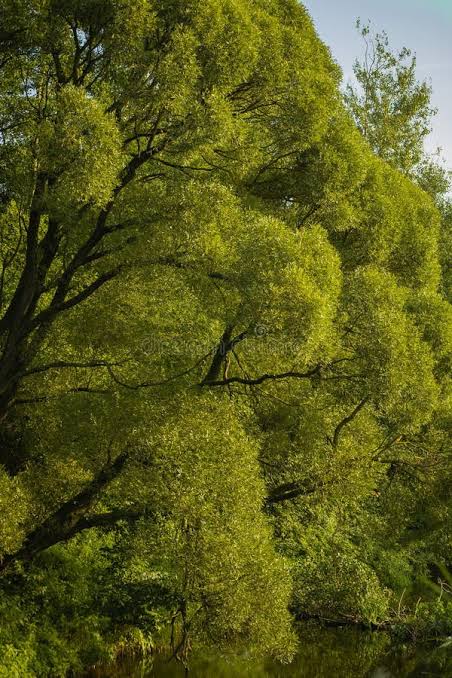 Salix acutifolia (Spitzblättrige Weide)