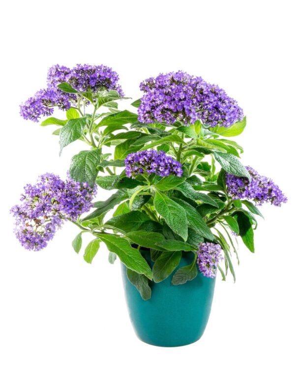 Vanilleblume (Heliotropium) mit violetten Blütendolden im Topf