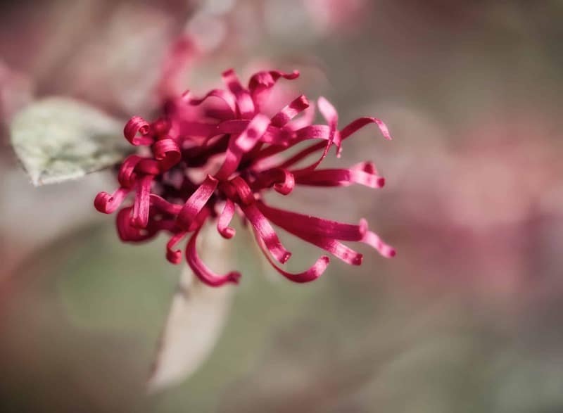 Blüte der japanischen Zaubernuss