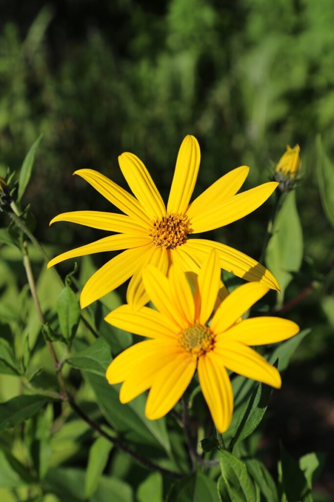 Topinambur - Blüten der Pflanze Helianthus tuberosus