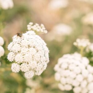 Dichte weiße Doldenblüten in sommerlicher Wiesenvegetation.
