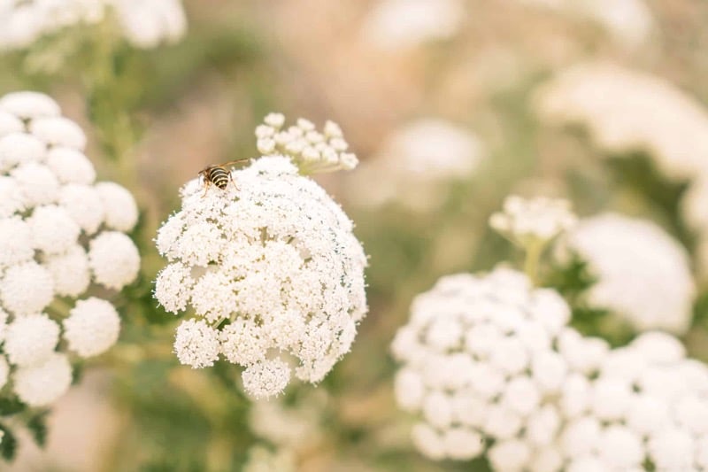 Große weiße Blüten der giftigen Pflanze Riesenbärenklau.