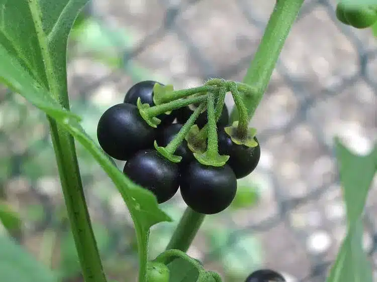 Schwarzer Nachtschatten (Solanum nigrum)​