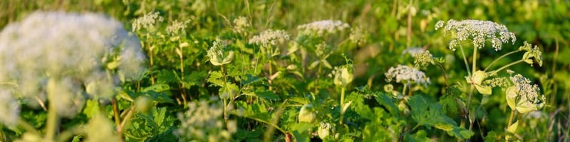Viele giftige Pflanzen: Riesenbärenklau auf dem Feld, bekannt als Heracleum oder wilde Möhre.
