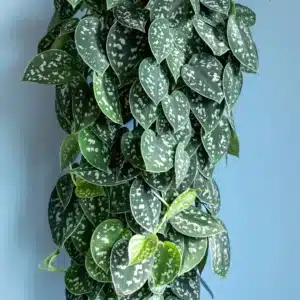 Kletterpflanze