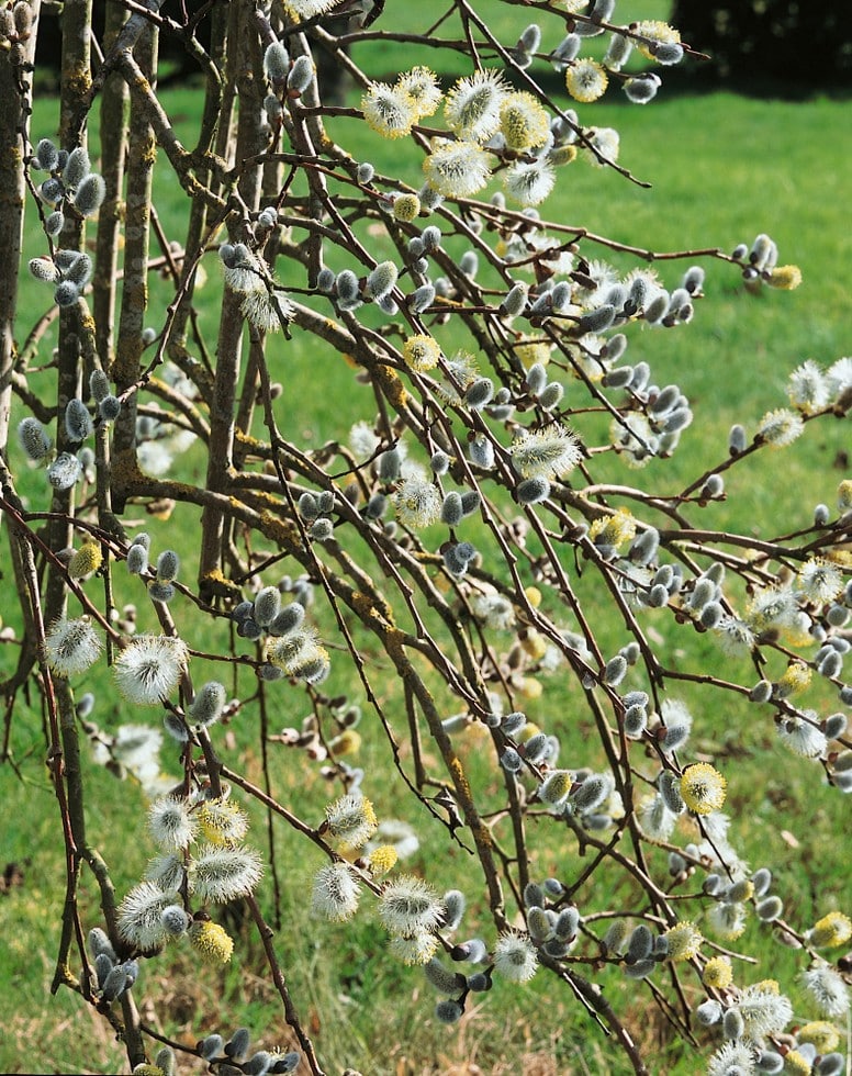 Salix caprea - Salweide