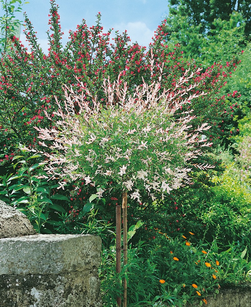 Salix integra 'Hakuro Nishiki' - Japanische Weide