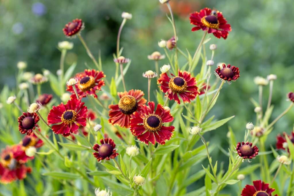 Natürliche Detailaufnahme der farbenfrohen orangefarbenen Blüte der Herbst-Sonnenbraut (*Helenium autumnale*) im Garten.