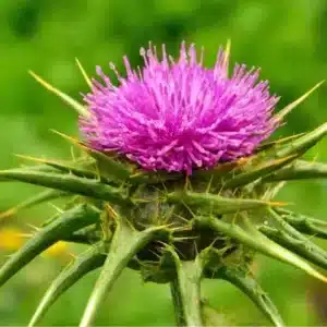 Mariendistel (Silybum marianum)​