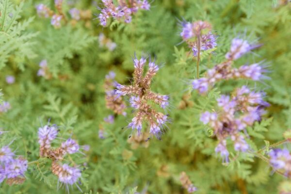 Rainfarn-Phazelie (Phacelia tanacetifolia) blüht als Gründüngung auf dem Feld