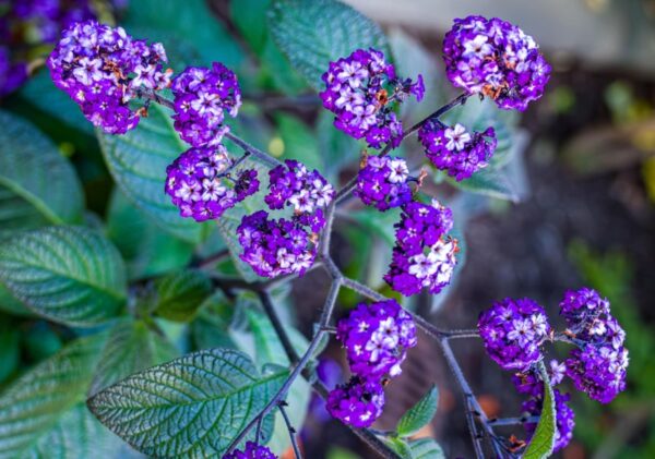 Violette Blütenstände der Vanilleblume in voller Blüte