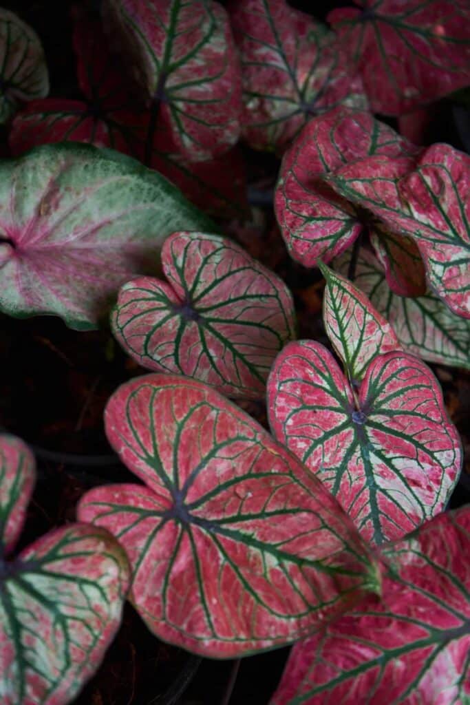Rote Kaladiumblätter im Garten