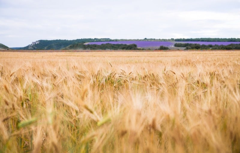 Roggenfeld im Sonnenuntergang, reifer Roggen kurz vor der Ernte