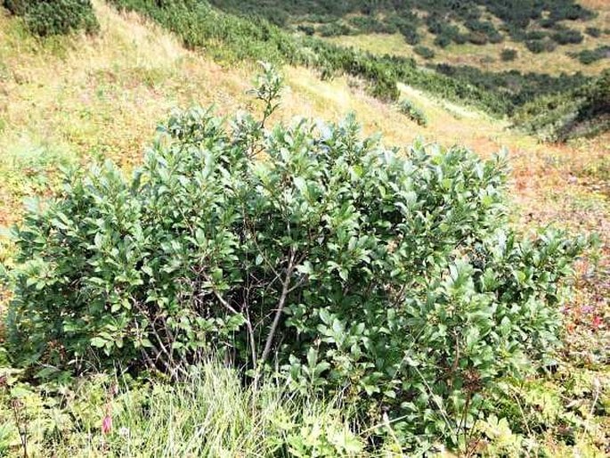 Salix hastata - Spießweide