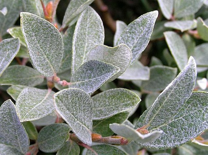 Salix helvetica - Schweizer Weide