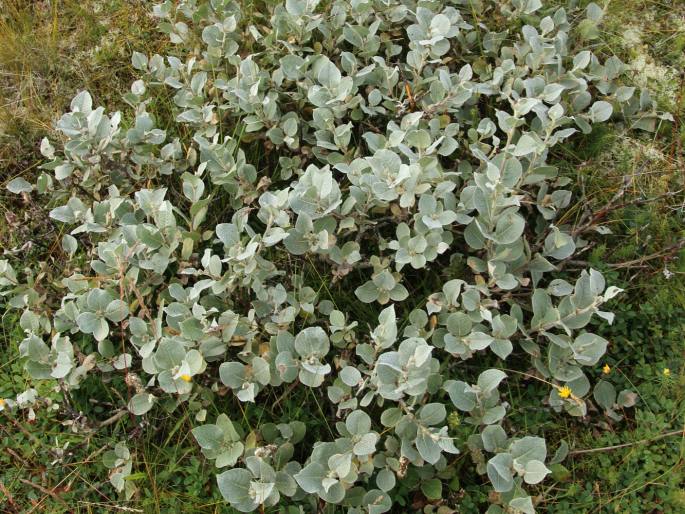 Salix lanata - Wollweide