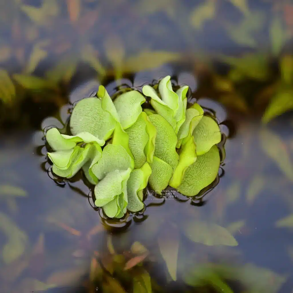 Schwimmfarn (Salvinia)