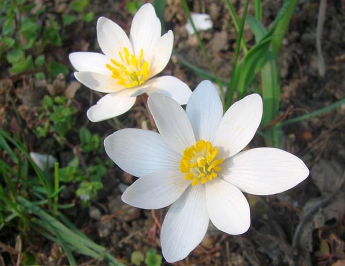 Kanadische Blutkraut - Blüten