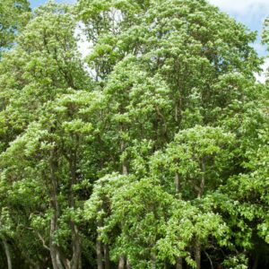 Sassafrasbaum (Sassafras albidum) – ausläuferbildende Baumgruppe im sommergrünen Laub