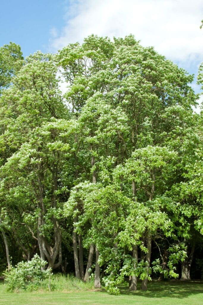 Sassafras albidum | Sassafras