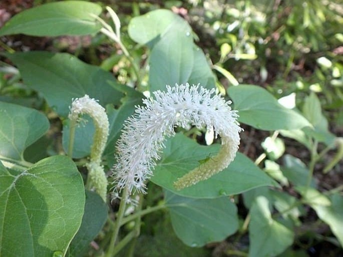 Saururus Eidechsenschwanz​