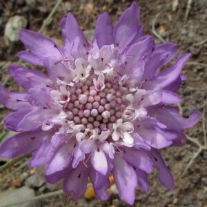 SCABIOSA ATROPURPUREA L. – Skabiose, schwarzpurpurne