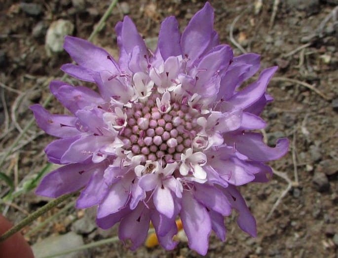 SCABIOSA ATROPURPUREA L. – Skabiose, schwarzpurpurne