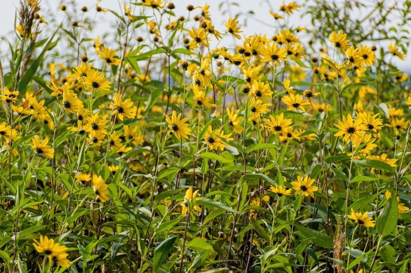 Blick auf die gelben Blüten der Topinambur, die auf einem Feld wachsen