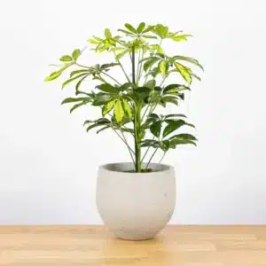 scheflera arboricola