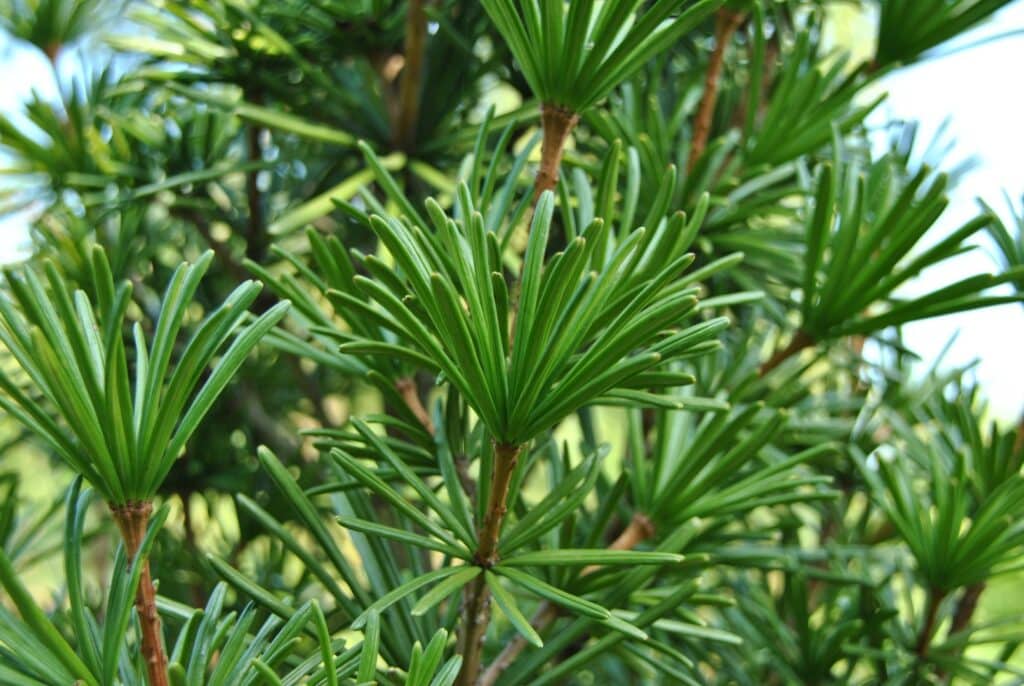 Sciadopitys verticillata | Japanischer Schirmtannenbaum