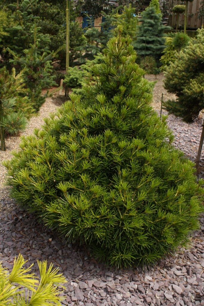 Sciadopitys verticillata | Japanischer Schirmtannen