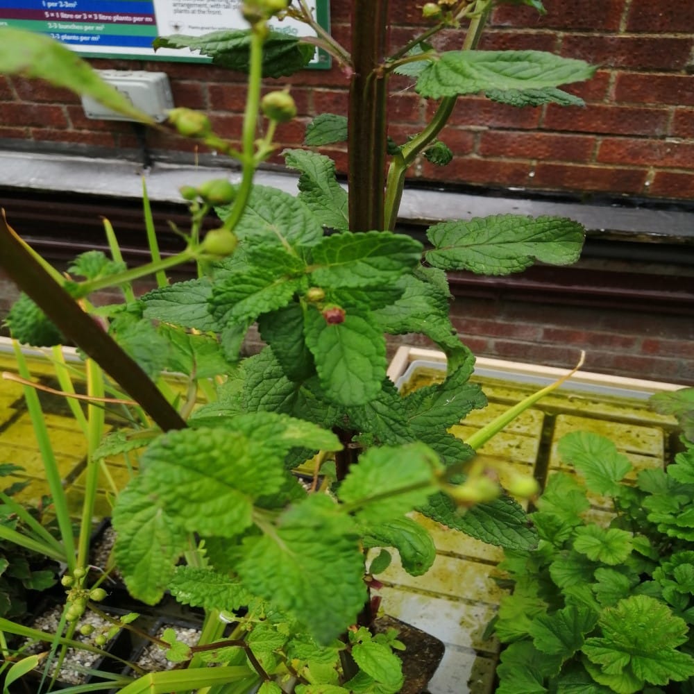 Wasserbraunwurz - Scrophularia aquatica​