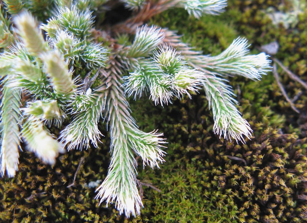 Selaginella rupestris, Felsen-Moosfarn