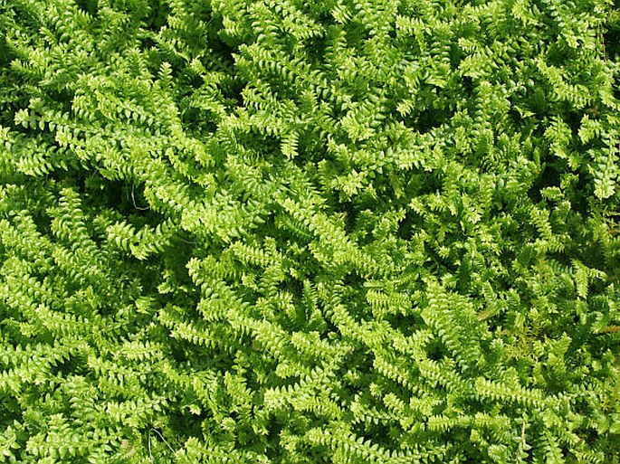Selaginella helvetica, Schweizer Moosfarn
