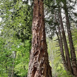 Küstenmammutbaum mit dicker, faseriger rotbrauner Borke im Mischwald
