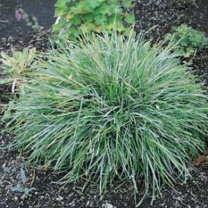 Blaugras (Sesleria caerulea) als dichter, blaugrüner Horst im Beet