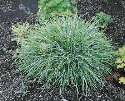 Sesleria caerulea – Blaugras