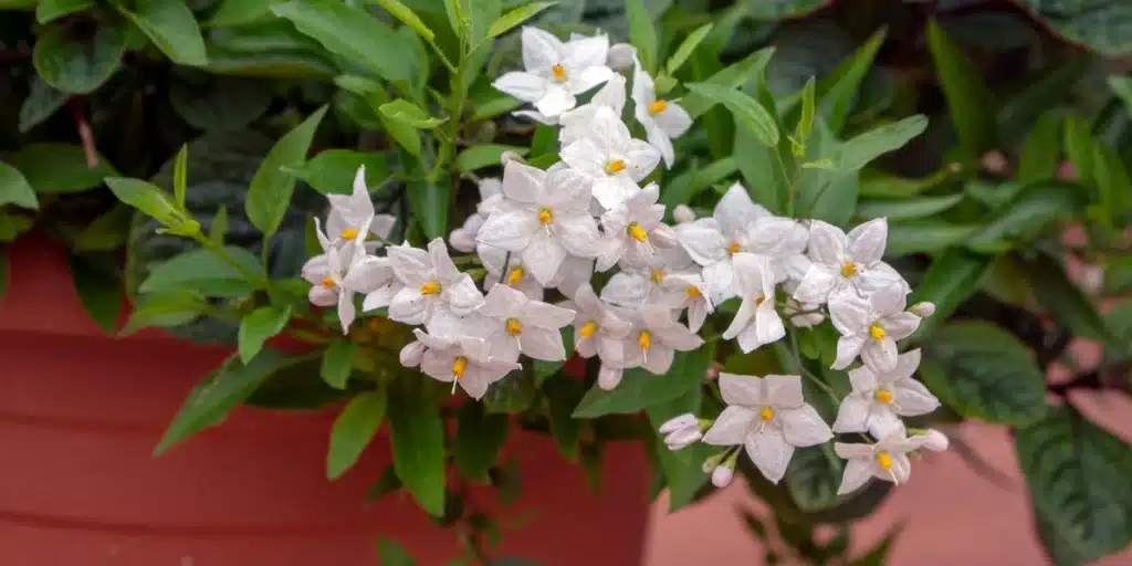 Jasmin-Nachtschatten (Solanum jasminoides)​