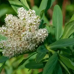 Sibiraea altaiensis – Sibirische Blauspiere